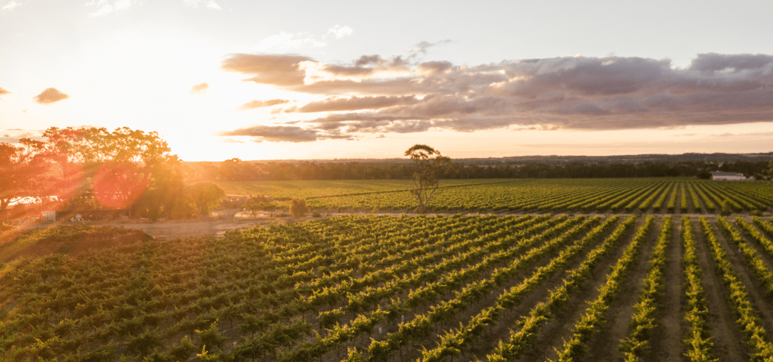 18-hectare vineyard in Stockwell Road, Barossa Valley | Sold