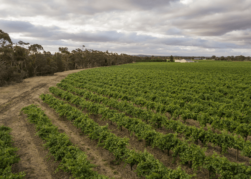 860 Stockwell Road, Angaston vineyard