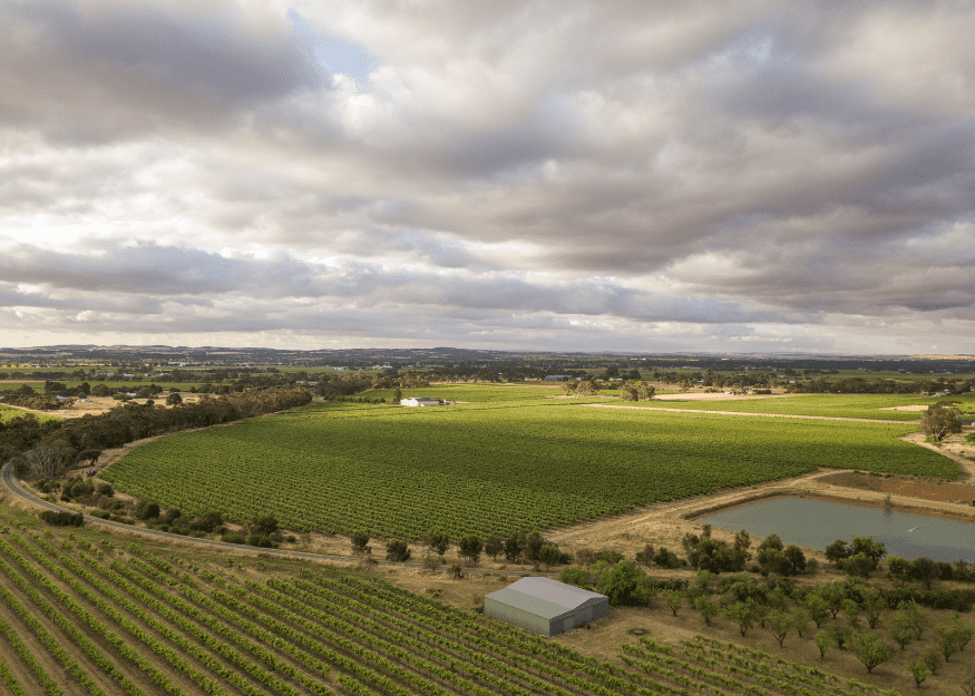 860 Stockwell Road, Angaston vineyard