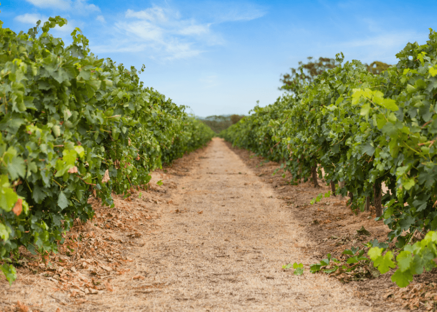 860 Stockwell Road, Angaston vineyard