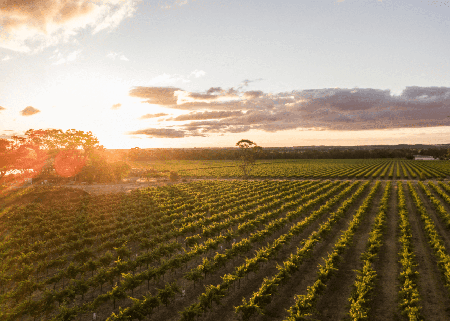 860 Stockwell Road, Angaston vineyard