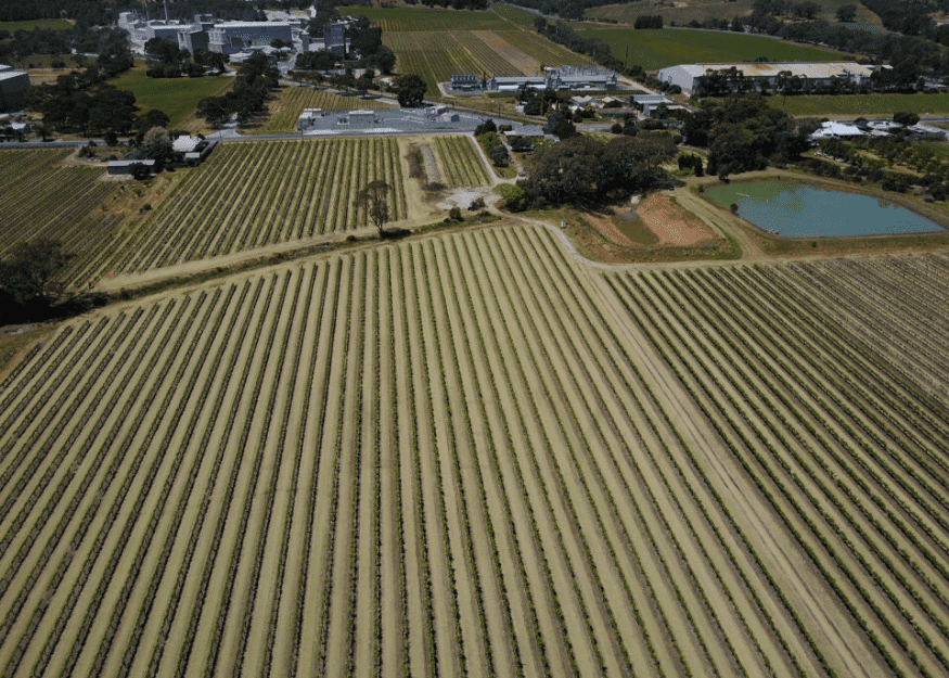 860 Stockwell Road, Angaston vineyard