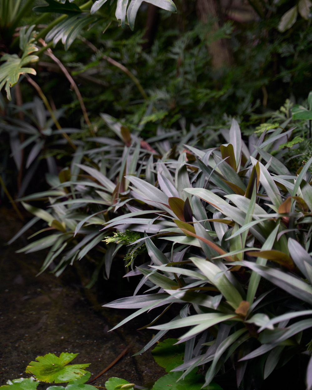 Leedon Residence plants