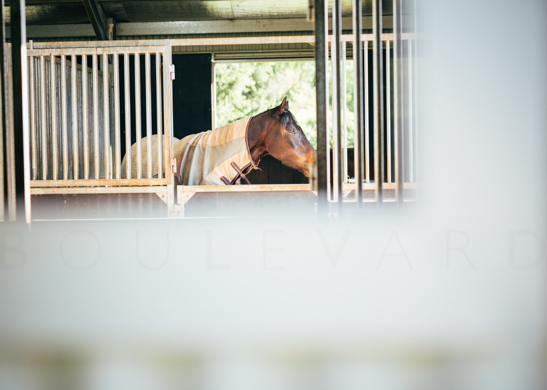 Marlowe, Ringwood Rd horse