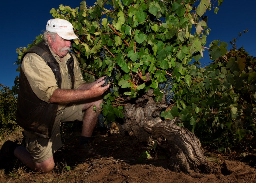 Gibson-Barossa Wines