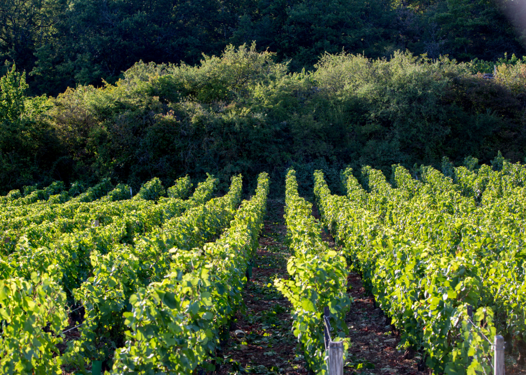 Langtons classification winery photos