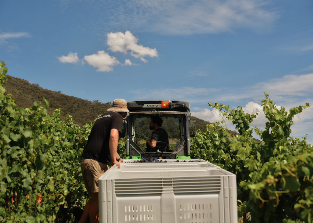 Yarra Yering Wines