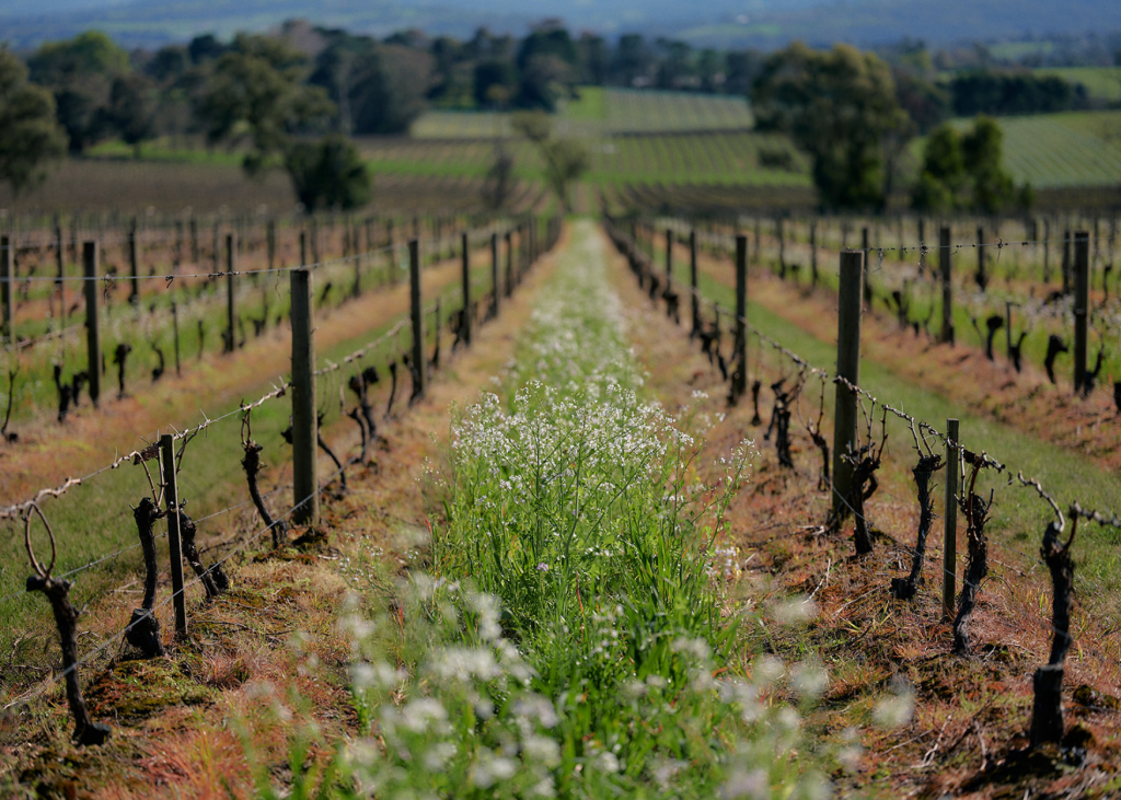 Yarra Yering Wines