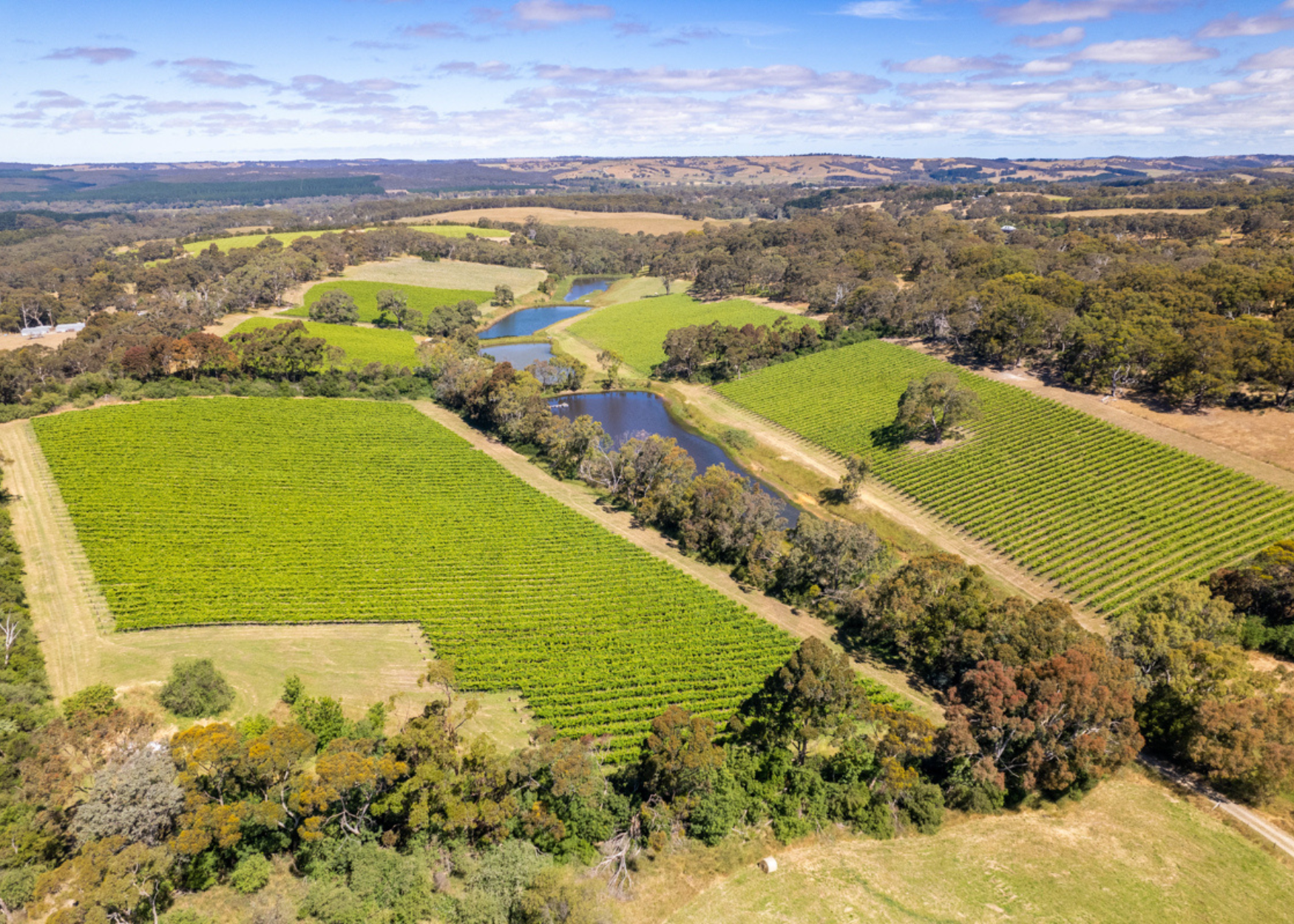 772 Range Rd vineyard