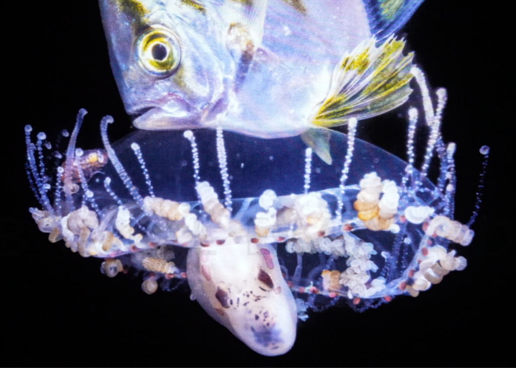 Jialing Cai Photography