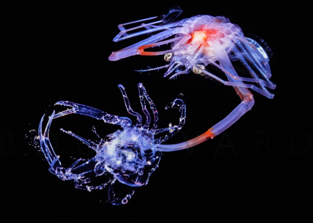 Jialing Cai photography